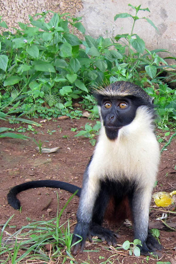 Diana monkey, Daloa